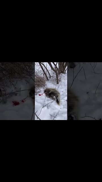 Tree destroying varmints not welcome! #shorts