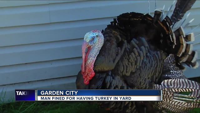 Garden City man fined for turkey living in his backyard