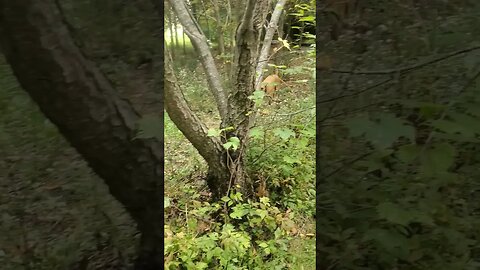 doggo and I In the woods #dog #outdoors #doggo #woods