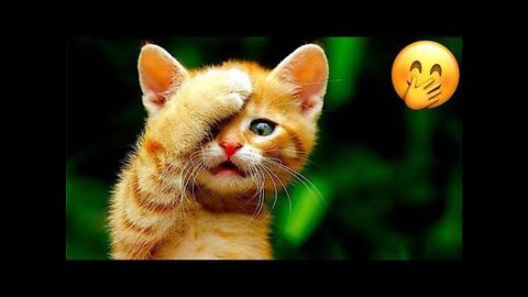 Funny Cats and Kittens Meowing Sound Effects Compilation