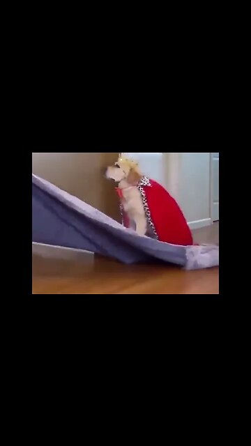 THE KING HAS ARRIVED