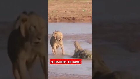 🐆 Batalha entre leões x crocodilo quem vence? Confira🐆
