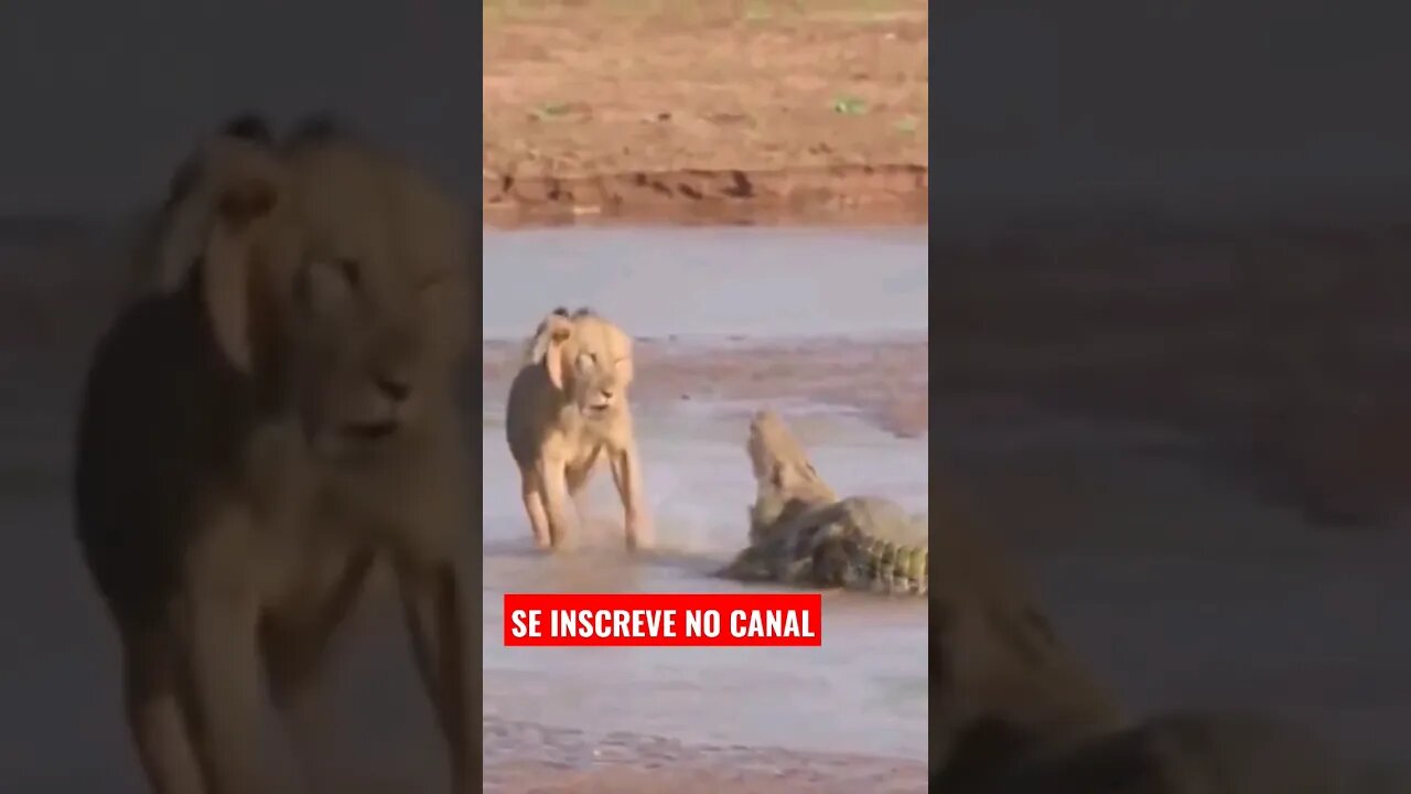 🐆 Batalha entre leões x crocodilo quem vence? Confira🐆