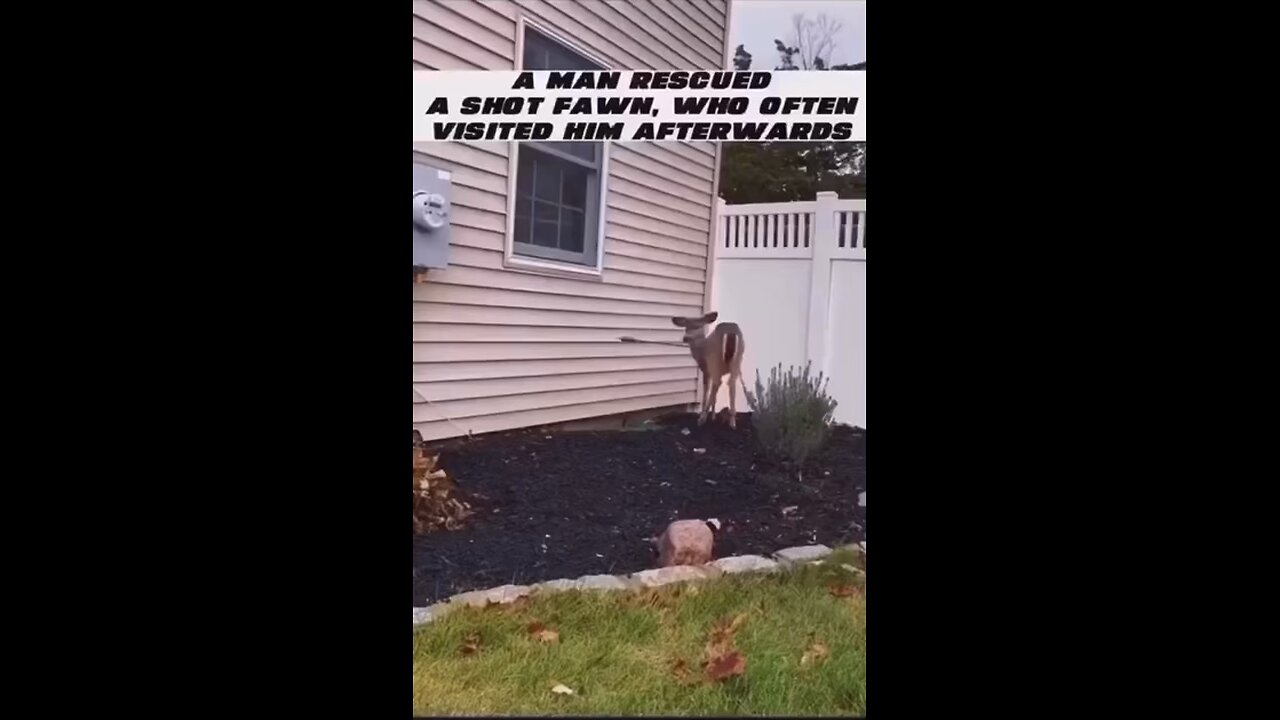Deer came back after the man rescued him.