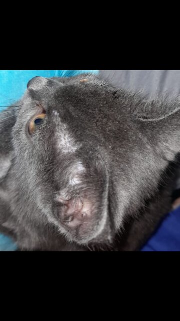 MJCS 101) Bonnie the Cat Plays Fetch