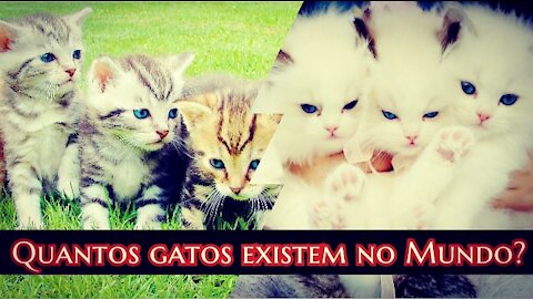 Gatos Curiosidades - Quantos gatos existem?