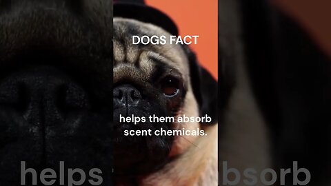 Ice muzzle... Did you know this curiosity of your pet son?
