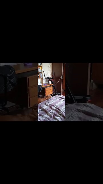 #dogshow , #animals , #dogs , #shorts