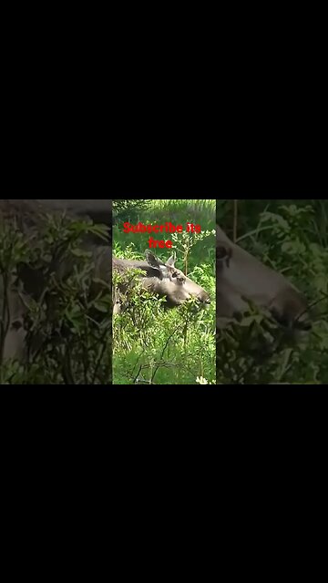 Baby moose eating diner. #shorts #moose