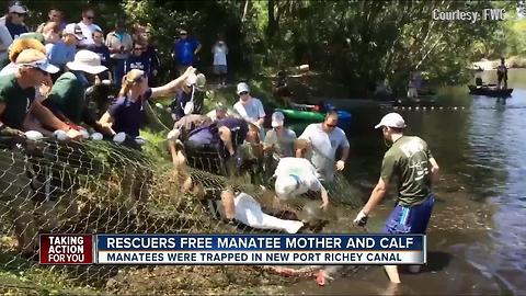 Rescuers free manatee mother and calf