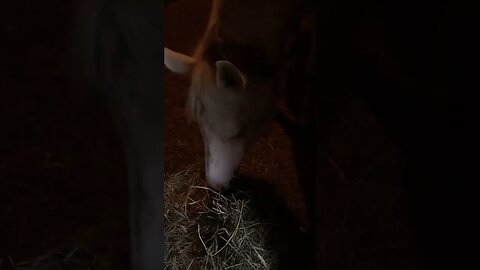 Bamboo eating hay!! ASMR