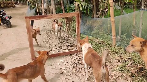 dog funny video