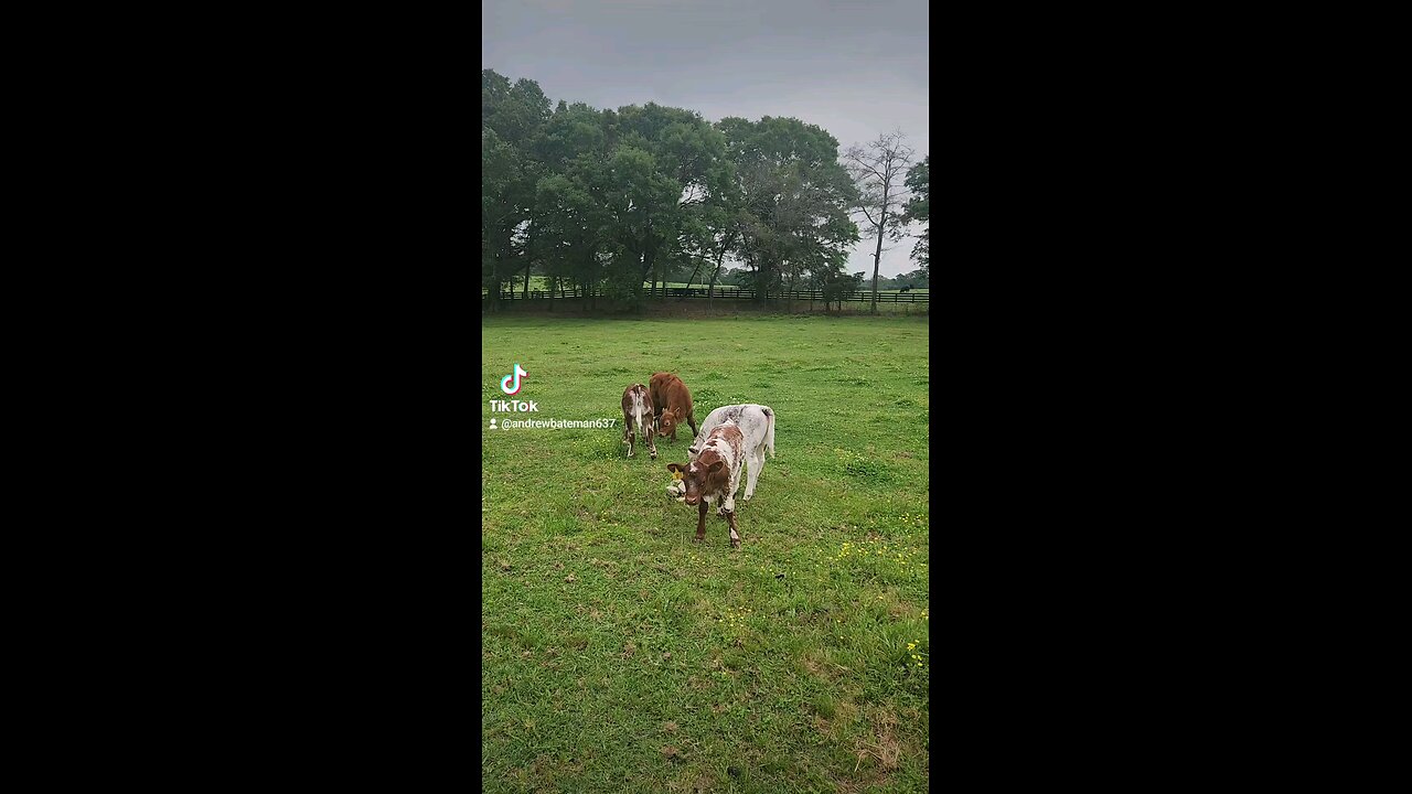 Baby calves.