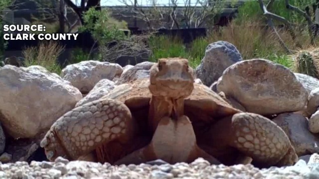 Mojave Max contest offers a free field trip, National Parks pass