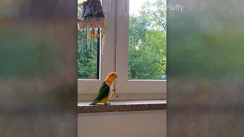 Cute and funny ANIMALS--Videos-- Сompilation _