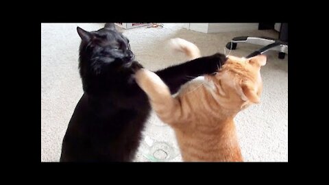 Funny Cats Arguing - Cats Talking To Each Other Compilation 2021