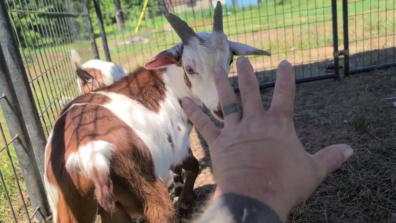 Ancient Guardians Farm fainting goat bucklings