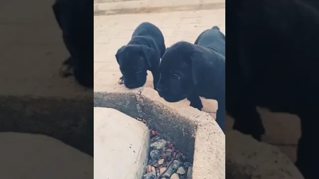 cute puppies #shorts