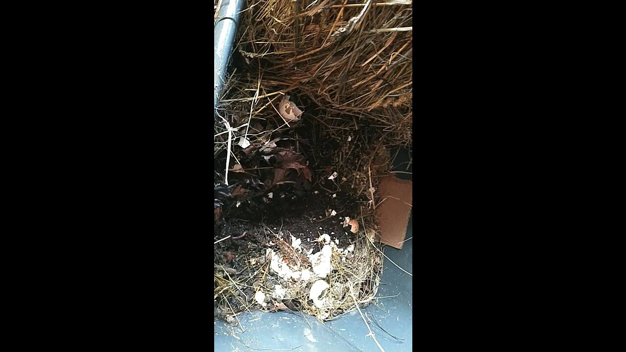 Worm bins and meat rabbits! A glimpse into our permaculture homestead.