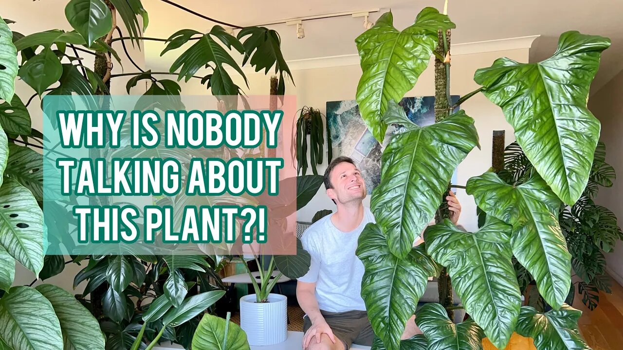 PHILODENDRON ERNESTII - Plant Spotlight & Care Tips