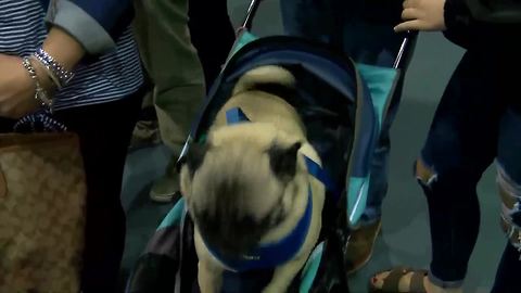 Pug gets excited for Pug Fest