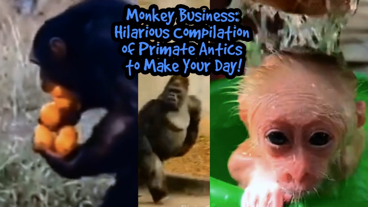 Monkey Business: Hilarious Compilation of Primate Antics to Make Your Day!