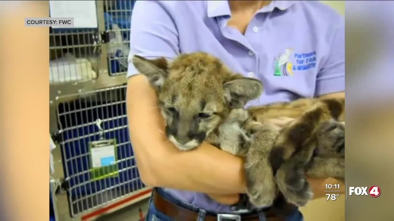 New initiative to protect Florida Panthers on roadways