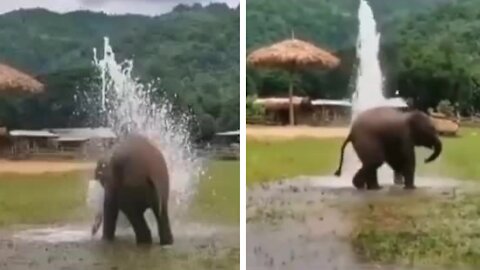 Baby Elephant loves to play with the water