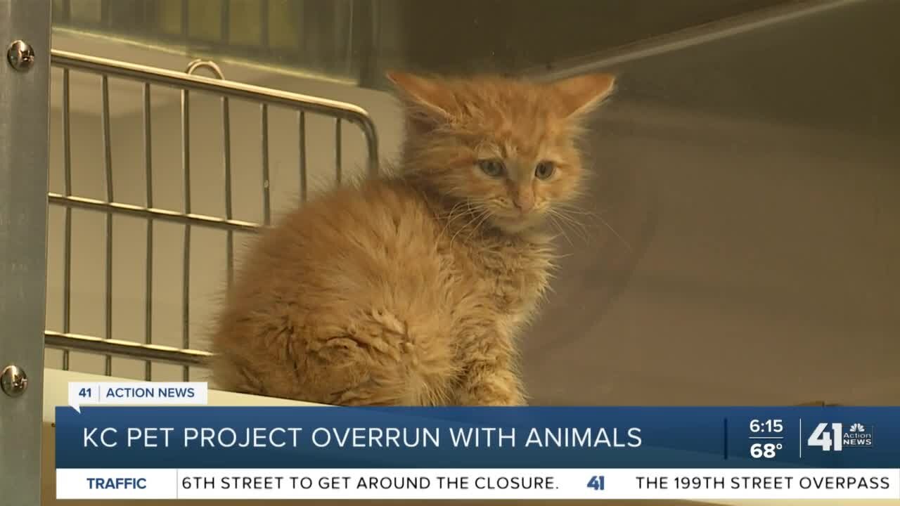 KC Pet Project overrun with animals