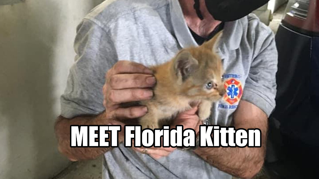 Florida Kitten🐱 Gets Trapped Inside Tesla🚗