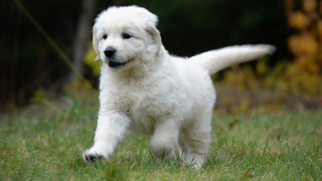 6 week old English Golden Retrievers