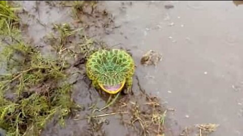 Frog uses loud scream as self-defense technique