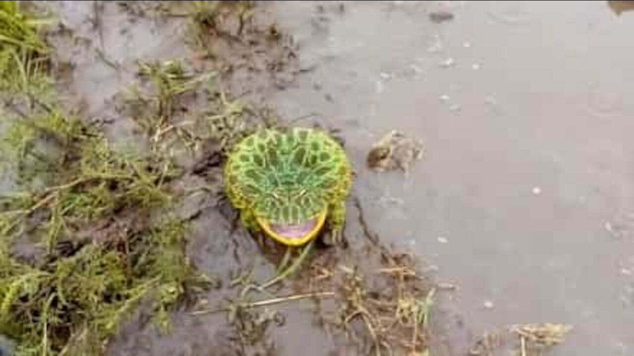 Frog uses loud scream as self-defense technique