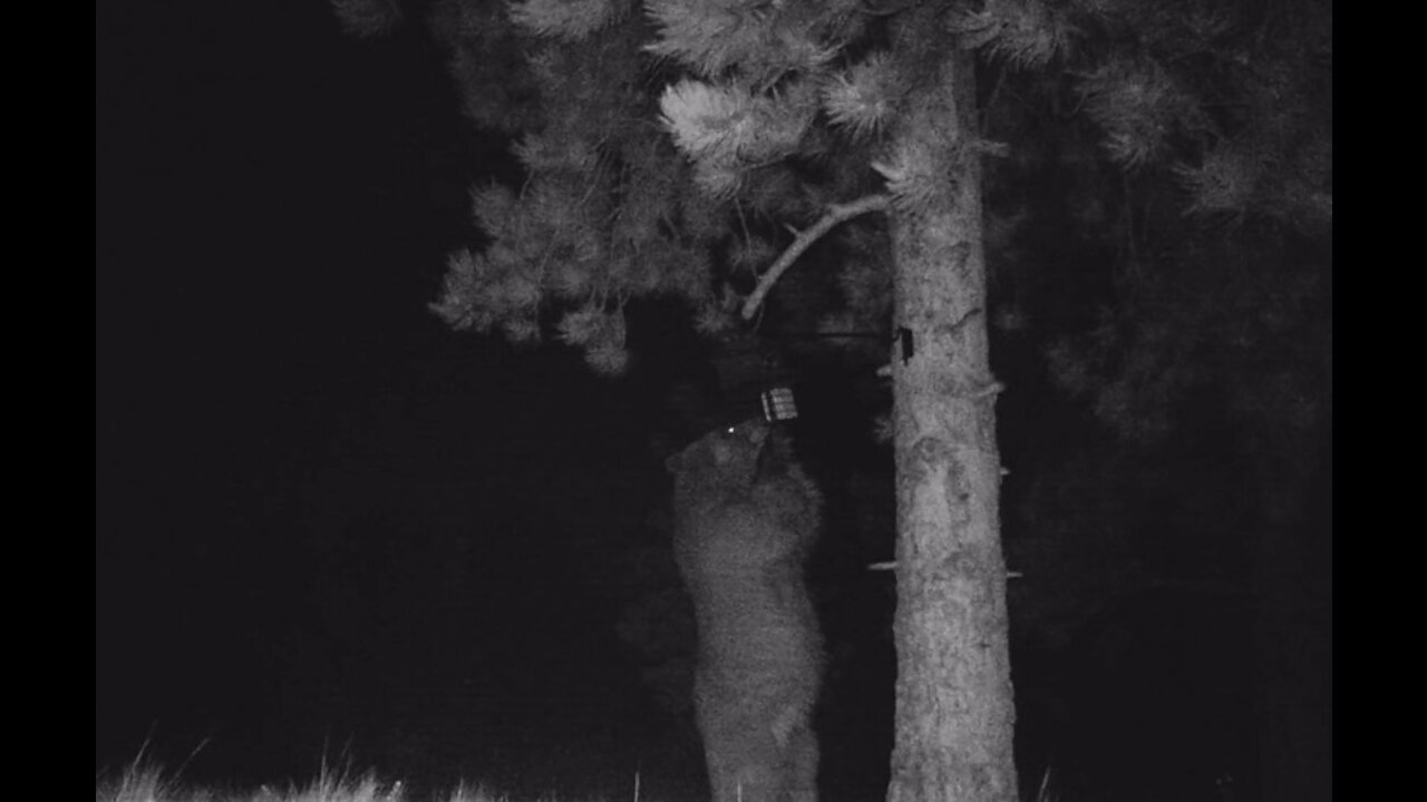 Bear Trouble-Critter Cam 2019