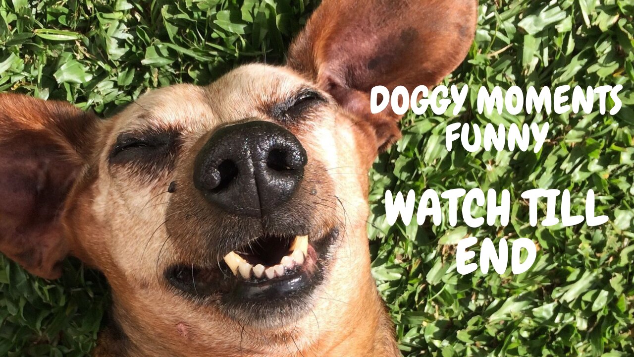 DOGGY MOMENTS FUNNY WATCH TILL END