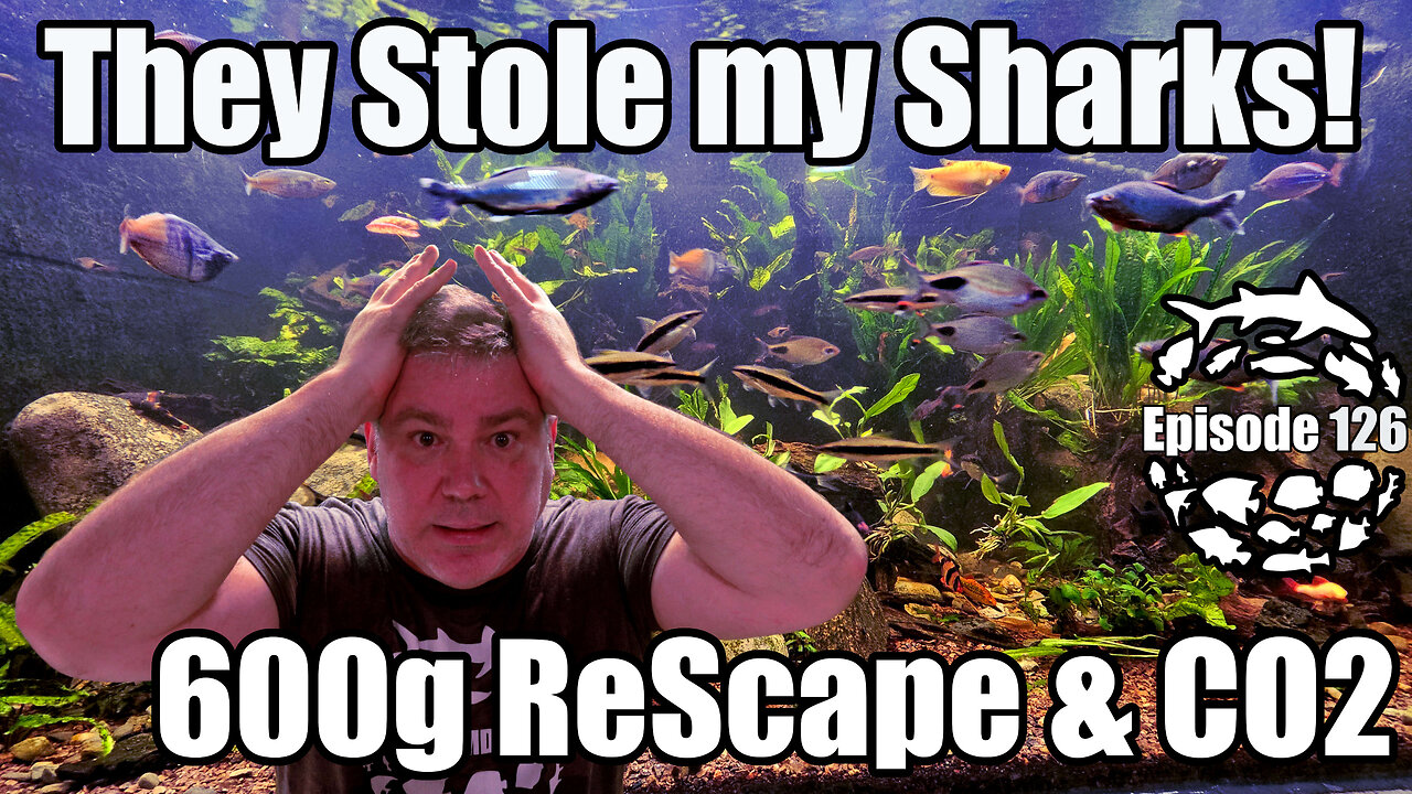 They Stole my Sharks! 600 Gallon Aquarium Rescape & CO2, Plus lot's more!