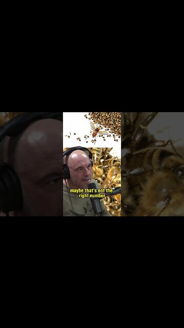 The Brutal Battle Between Bees and Hornets - Hornets VS Bees - Joe Rogan and Forrest Galante