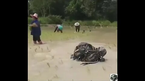 THE PREDATOR👀IN😎CHINA💥🔥💥EDITED👀BY💥@7THSN1PER😎