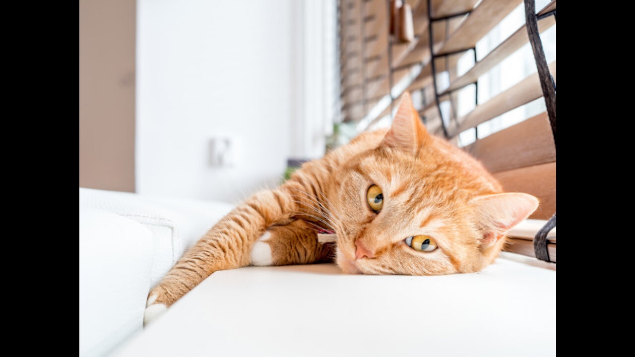 Funny cat Baby Cats - Cute and Funny Cat Videos i love