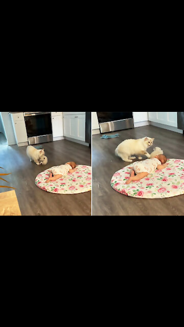 The cute cat wanted to show off her baby to my baby