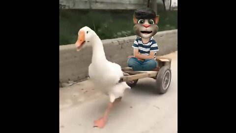 Duck car driver faster driver funny moment