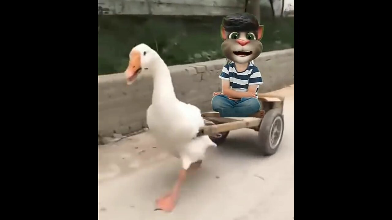 Duck car driver faster driver funny moment