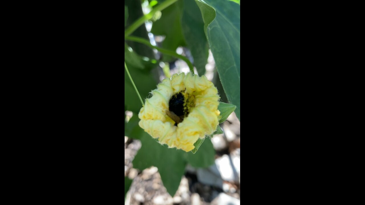 Honey Bee Gathering Pollen