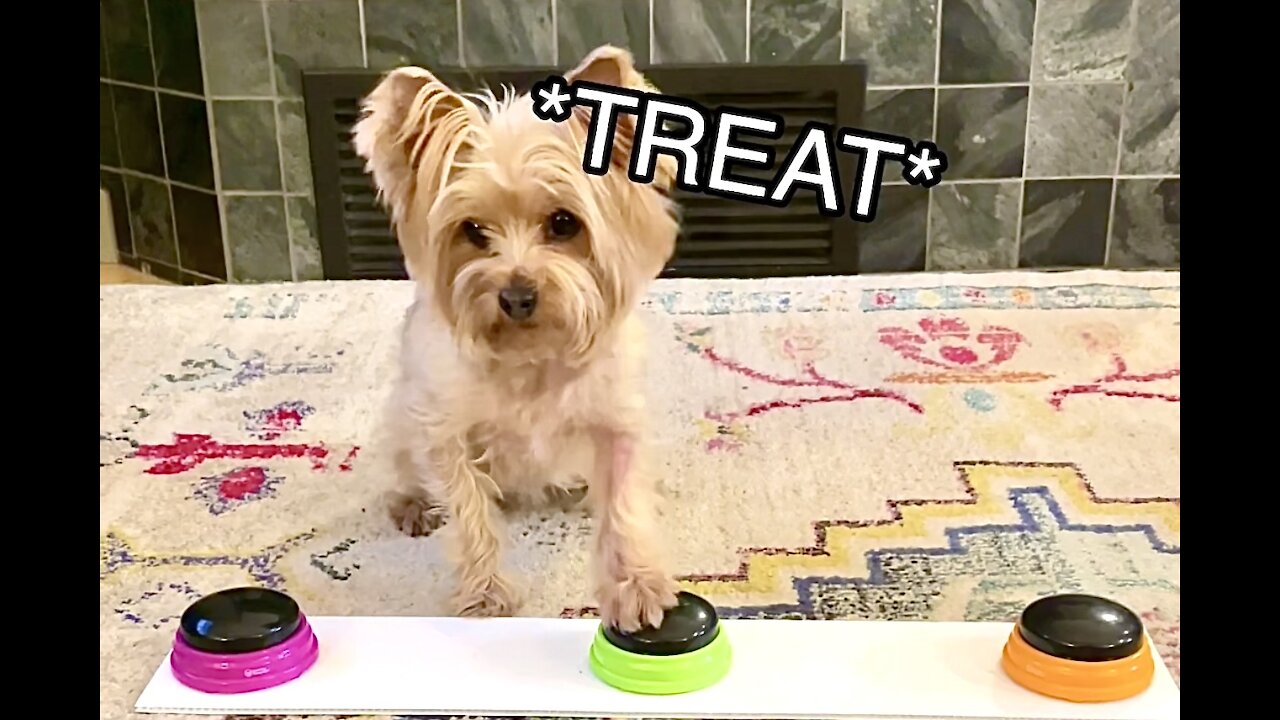 Yorkie vigorously demands treats using talking buttons