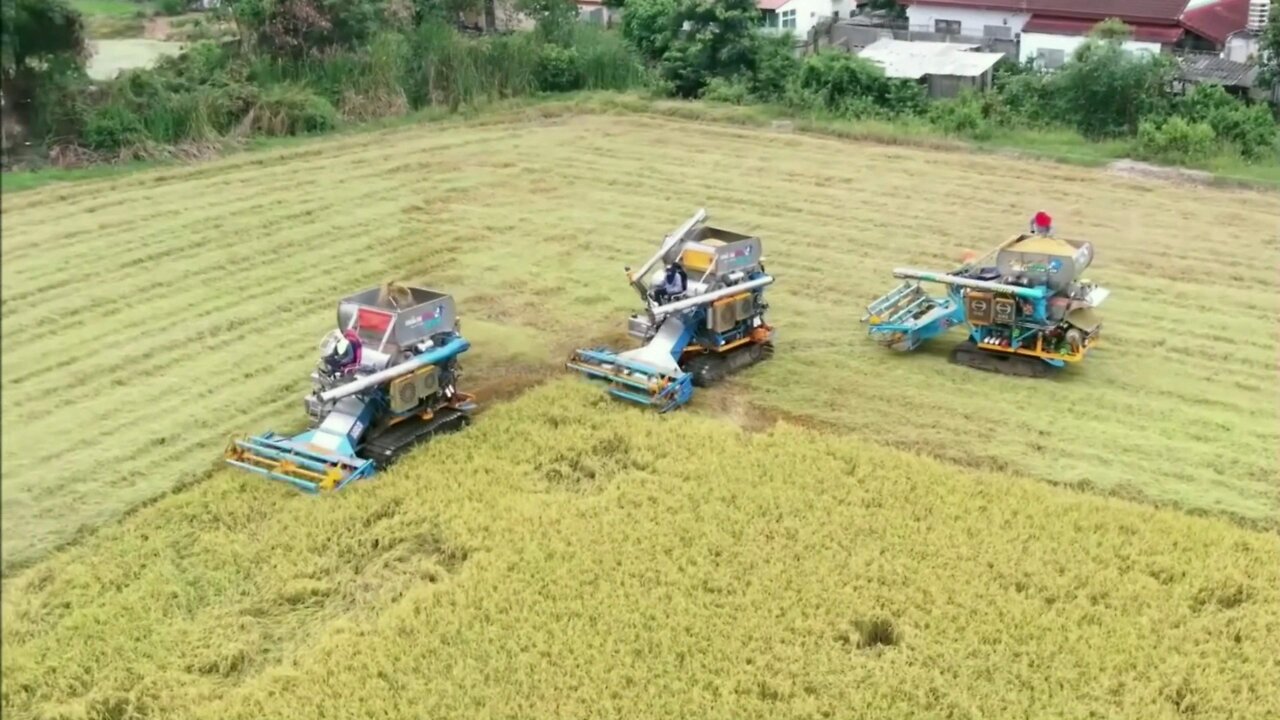 Thai farmers using 3 tractors to harvest rice in Nonthaburi Province