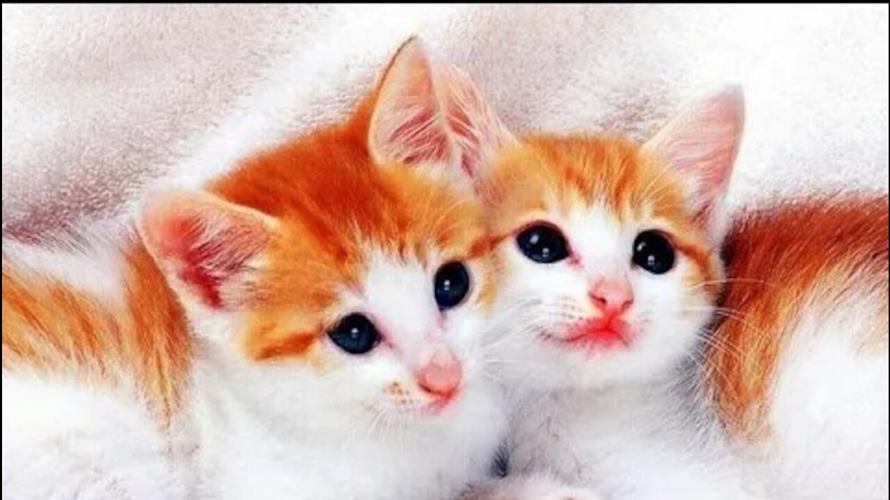π OMG πCute Cats Doing Funny Things π Funniest Cats Video π Cute Cats #cats #cute #funny #shorts