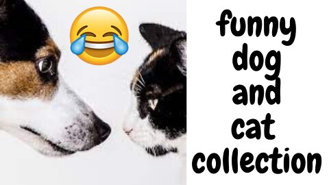 Dogs and Cats Funny collection |Comedy Video |