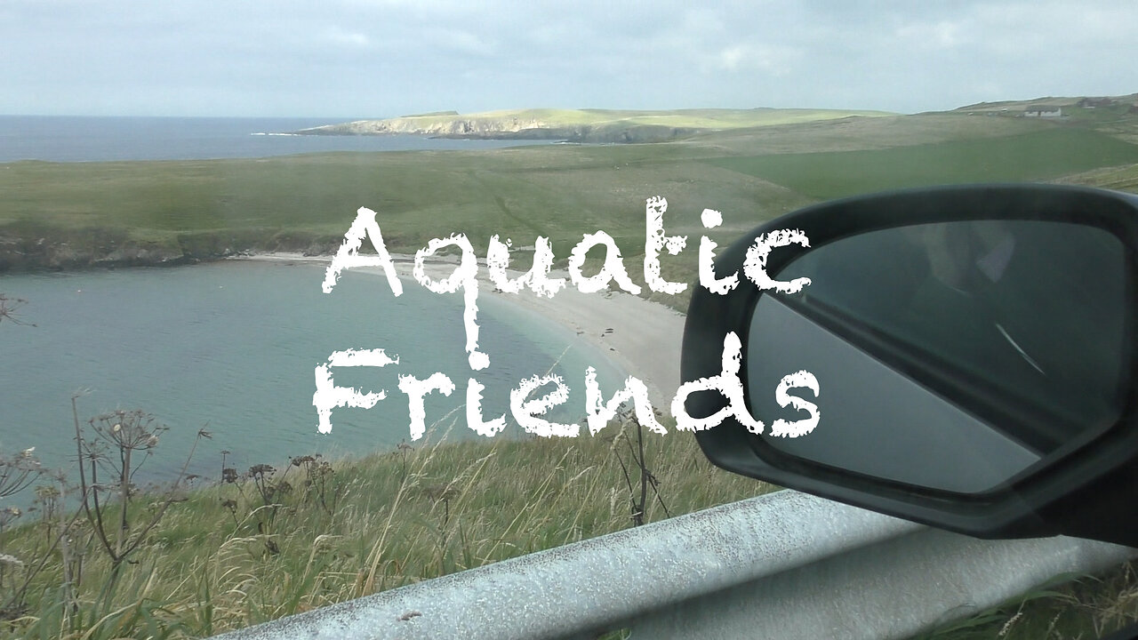 Aquatic Friends