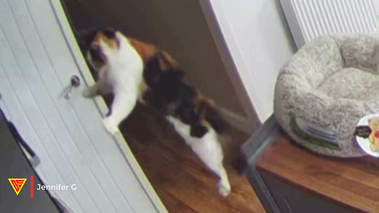 Epic Cat Jump Fail Caught on Ring Camera | Doorbell Camera Video