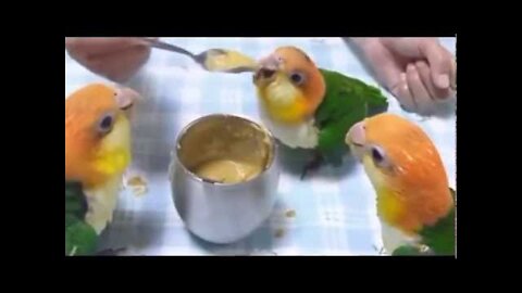 Watch these adorable parrots dancing!!